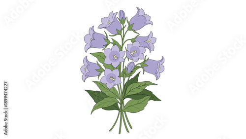 Simple bouquet of beautiful purple bellflowers with green leaves and stems isolated on a clean white background for design.