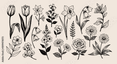 Vintage Botanical Flower Illustration Set in Black and White
