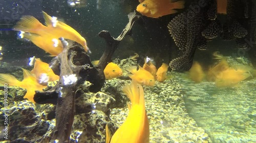 tropical fish in aquarium