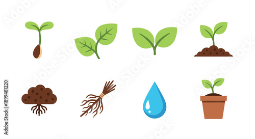 Growth stages of a plant with sprout, leaves, and seedling in flat design