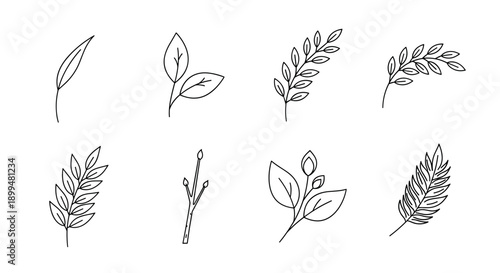Minimalist linear botanical designs with simple leaf outlines
