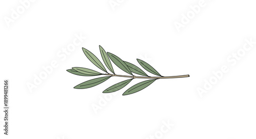 Simple olive branch drawing with green leaves on white background