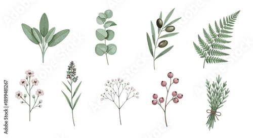 Nature collection: elegant herbal leaf and berry illustrations in soft pastel tones