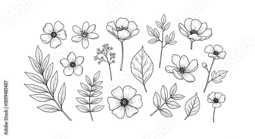 Botanical hand-drawn floral elements: intricate black and white flower and leaf design