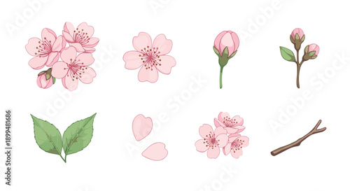 Collection of pink cherry blossom elements on white background