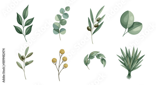Botanical set featuring olive, eucalyptus, and tropical leaves in watercolor style