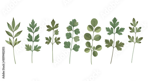 Collection of herb leaves in minimal flat style on white background