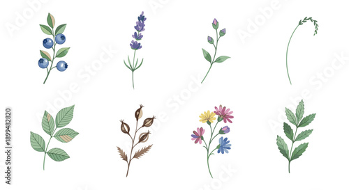 Botanical elements set: watercolor herbal plants and flowers collection