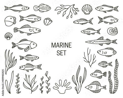 A hand drawn marine set featuring various fish shells and seaweed elements