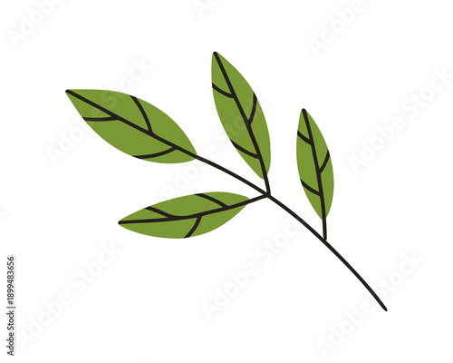Leaf branch. Green leaves, natural botanical decoration. Abstract greenery, bouquet filler sprig with fresh foliage. Leafy stem, design element. Flat vector illustration isolated on white background