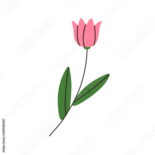 Tulip flower blossom. Single spring stem, floral plant, bloom and leaves, delicate gentle petals. Garden nature decoration. Botanical flat vector illustration isolated on white background