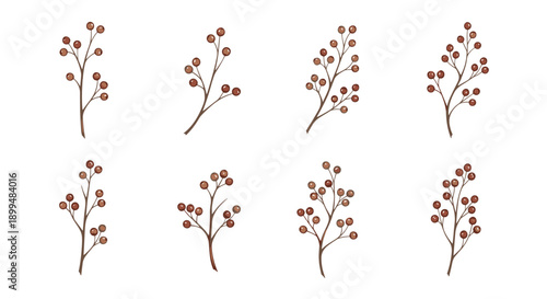Minimalistic branch collection with autumn berries on white background