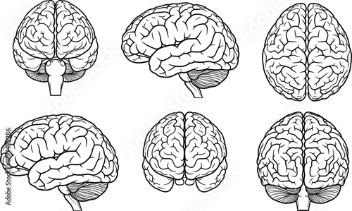 Human brain anatomy illustrations set showing different views medical neuroscience line art vector educational diagram collection