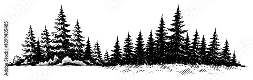 Hand drawn horizontal landscape of a dense coniferous pine forest in vintage engraving style