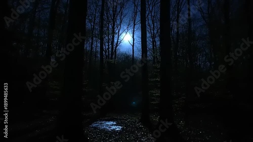 Dark Forest Path Under Moonlight at Night.