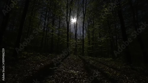 Dark Forest Path with Distant Light Source.