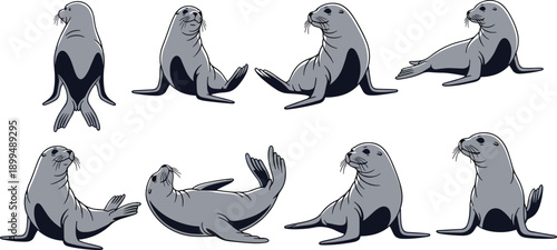 Seal cartoon icon set, marine animal illustrations, playful seal poses, gray flipper graphics, educational ocean life visuals