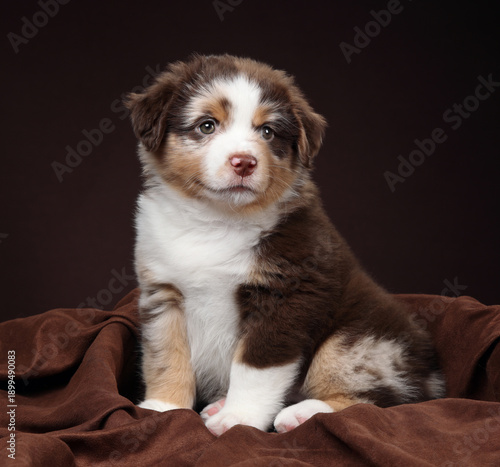 Cute fluffy miniature American Shepherd puppy on a brown background
