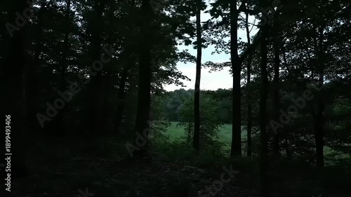 Dark Forest with Trees and Lake.