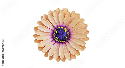 Orange Daisy Flower with Purple and Yellow Center