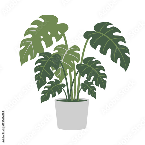 Monstera Deliciosa Plant in Pot.
