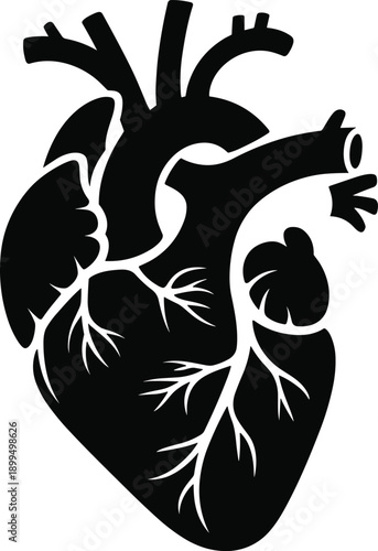 Anatomical human heart silhouette illustration showing veins and arteries, medical biology symbol love health science graphic design