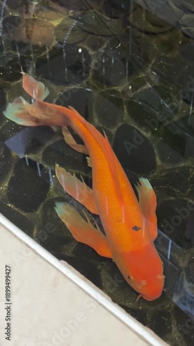 Cyprinus carpio haematopterus or koi carp fish  in a pool