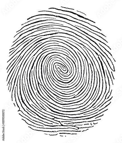 High contrast black and white fingerprint depicting human identity and security, suitable for technology, privacy, or biometric identification concepts.