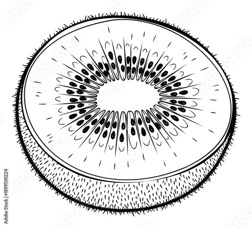 Detailed line drawing of a fresh kiwi fruit slice showcasing its unique internal structure and fuzzy skin, perfect for culinary education materials, food product packaging, or healthy