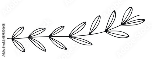 Elegant hand drawn botanical branch with delicate line art leaves for wedding invitations, greeting cards, projects, and organic inspired branding