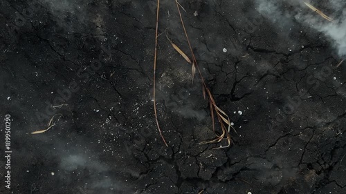 Detailed perspective of the burnt remains of crops in a field with white smoke rising into the cold winter air after a controlled agricultural fire