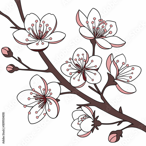 Delicate branches adorned with clusters of blooming cherry blossoms in a monochromatic sketch