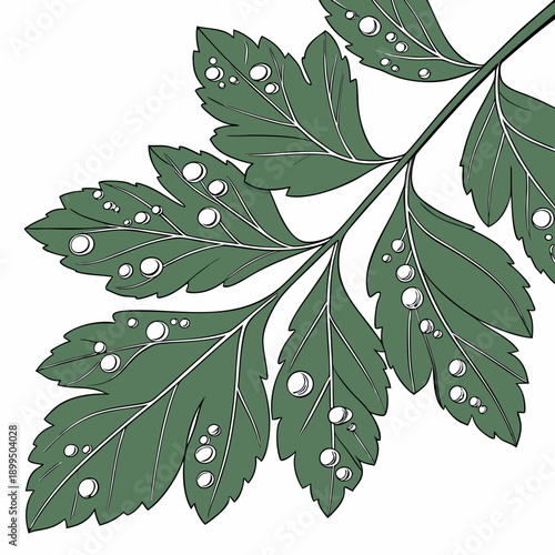 Elegant green leaf with delicate serrated edges against a plain background