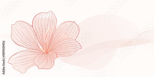 Pink and white lily flowers blooming in a closeup spring floral scene