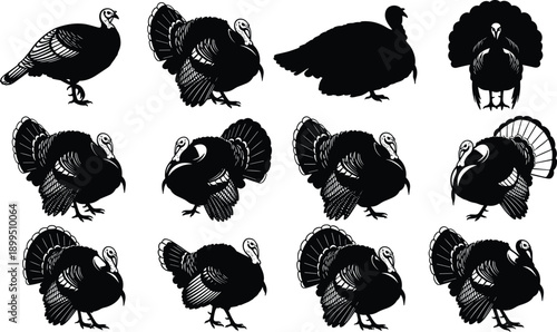 Wild turkey silhouettes set for Thanksgiving design, poultry farm bird collection, hunting season icons, autumn harvest, cad drawing flat vector illustration
