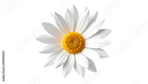 Stylized Low Poly Daisy Flower with Geometric White and Yellow Design Isolated on Transparent Background
