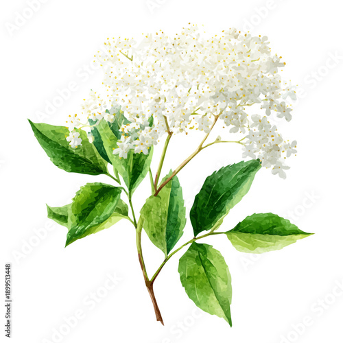 Elder Flower, watercolor drawing vector, isolated on a white background.