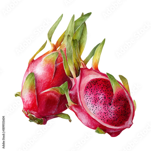 Dragon Fruit, watercolor drawing vector, isolated on a white background.