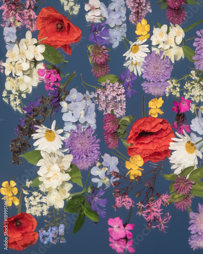 Vibrant wildflower composition on deep blue sky reflection background