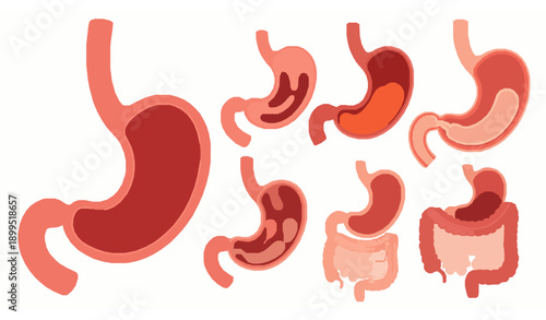 Human Stomach Anatomy and Digestion Process Vector Illustration Set for Medical Education