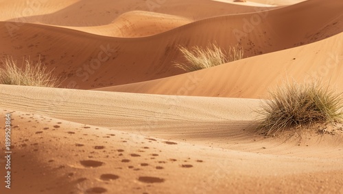Desert Scene With Rocks and a Cactus in Warm Tones During Daylight