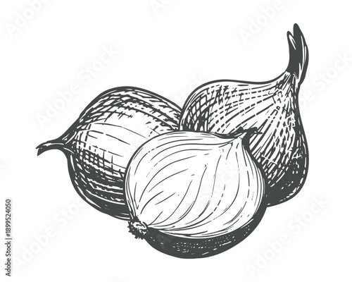A composition of whole and halved onions. A vector illustration of shallots on a white background. A contour sketch of this aromatic spice. An imitation of engraving.