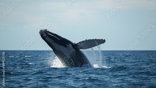 Whale Jumps From Ocean Surface During Sunny Day Near Coast
