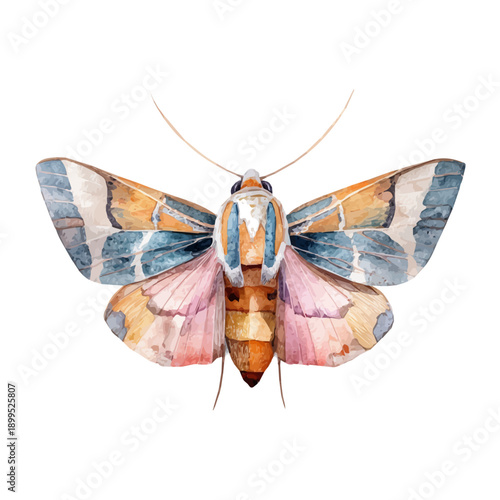 Moth, watercolor drawing vector, isolated on a white background.