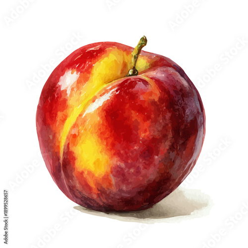 Nectarine, watercolor vector, isolated on a white background.