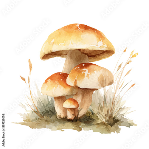 Mushrooms, watercolor painting vector, isolated on a white background.