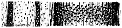 Hand drawn organic cellular texture with microscopic wood grain patterns and round pores