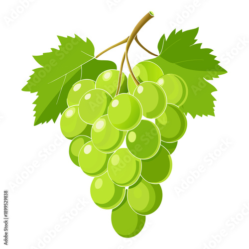 Green Grapes Bunch with Leaf Isolated on White Background. Fresh Green Grapes Cluster with Leaf. Green Grape Bunch Vector Illustration. Ripe Green Grapes with Leaf on White.