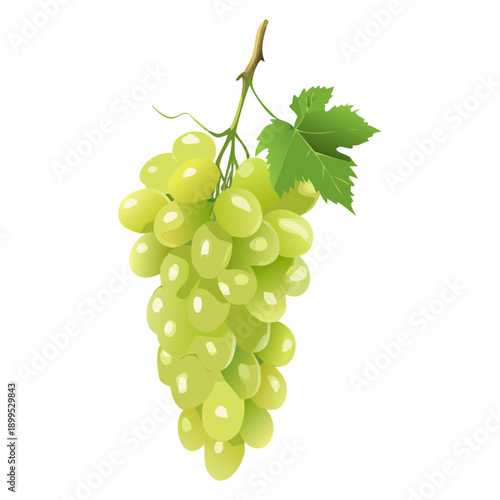 Green Grapes Bunch with Leaf Isolated on White Background. Fresh Green Grapes Cluster with Leaf. Green Grape Bunch Vector Illustration. Ripe Green Grapes with Leaf on White.