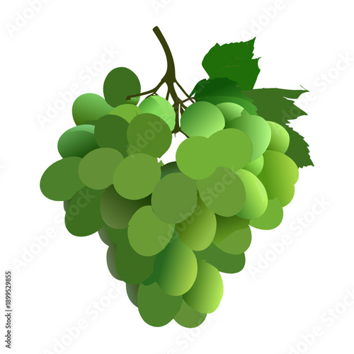 Green Grapes Bunch with Leaf Isolated on White Background. Fresh Green Grapes Cluster with Leaf. Green Grape Bunch Vector Illustration. Ripe Green Grapes with Leaf on White.